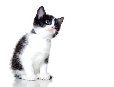 yavru kedi görünüyor