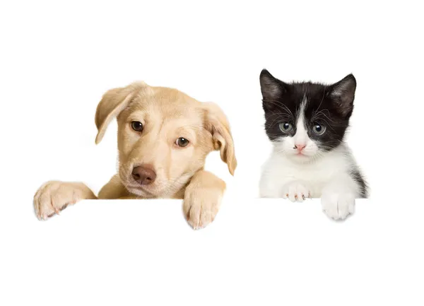 Kitten and puppy — Stock Photo, Image