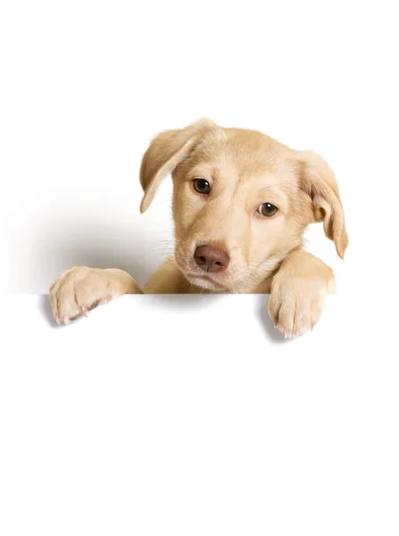 Beige puppy sitting in a box — Stock Photo, Image