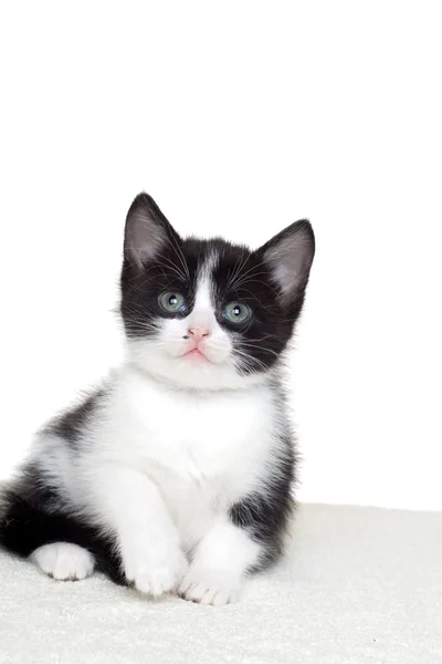 Gattino bianco e nero alla ricerca — Foto Stock