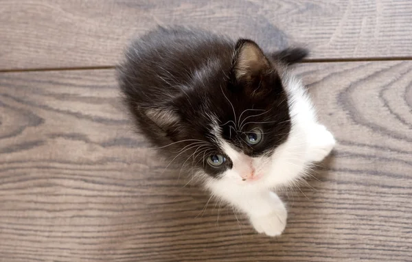 Pequeno gatinho olha — Fotografia de Stock