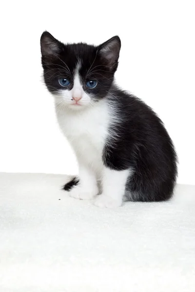 Small kitten — Stock Photo, Image