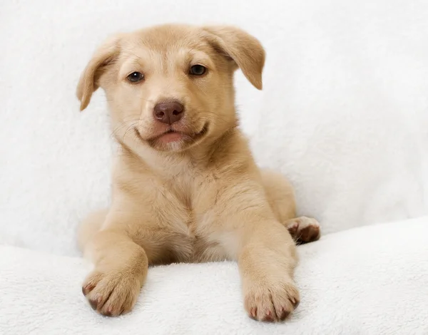 Cachorrinho bege deitado — Fotografia de Stock