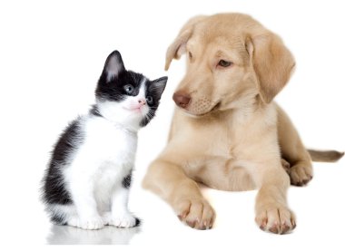 bej renkli köpek yavrusu