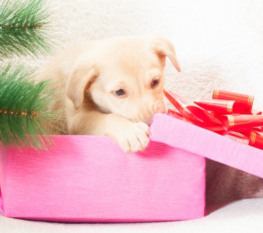 Puppy gnaws gift box clipart