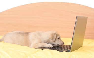 yavru ve bir dizüstü bilgisayar