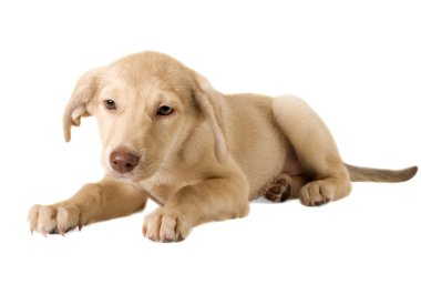 köpek yavrusu kutusu tatili