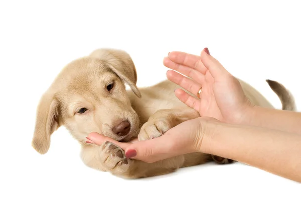 Puppy in hands — Stock Photo, Image