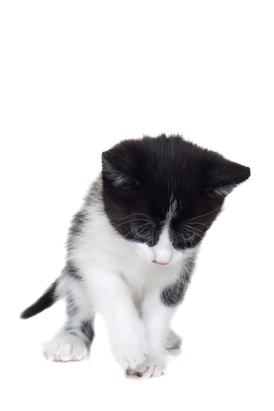 Kitten looking — Stock Photo, Image