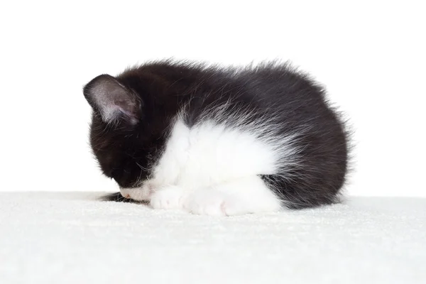 Kitten sleeps — Stock Photo, Image