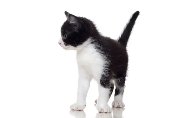 Preto e branco gatinho olhando — Fotografia de Stock