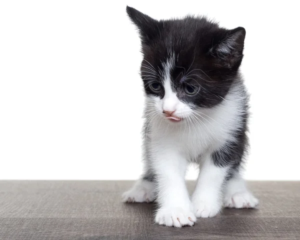 Küçük yavru kedi görünüyor — Stok fotoğraf