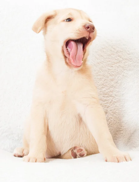 あくびの子犬 — ストック写真