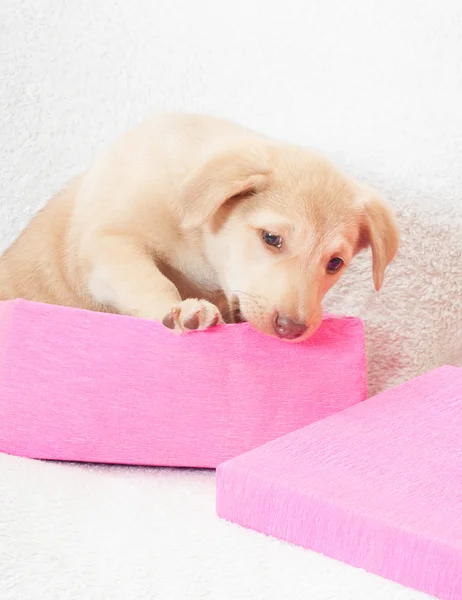 Puppy in a pink box — Stock Photo, Image
