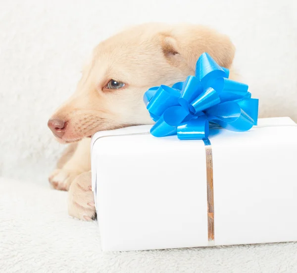 Cucciolo e scatola con fiocco blu — Foto Stock