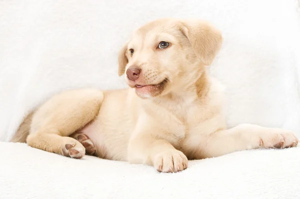 Cachorrinho bege deitado — Fotografia de Stock