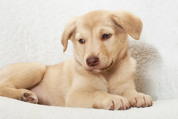 Puppy on a white bedspread — Stock Photo, Image