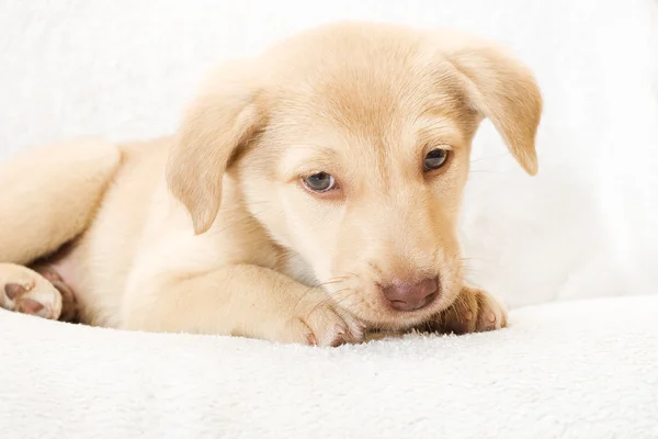 Üzgün yavru köpek bakışı — Stok fotoğraf