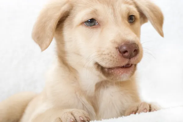 Cachorro deitado — Fotografia de Stock