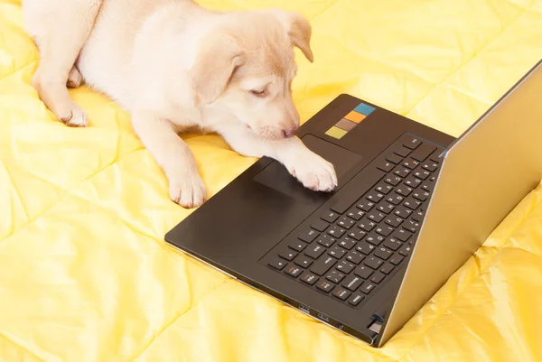 Puppy and laptop — Stock Photo, Image