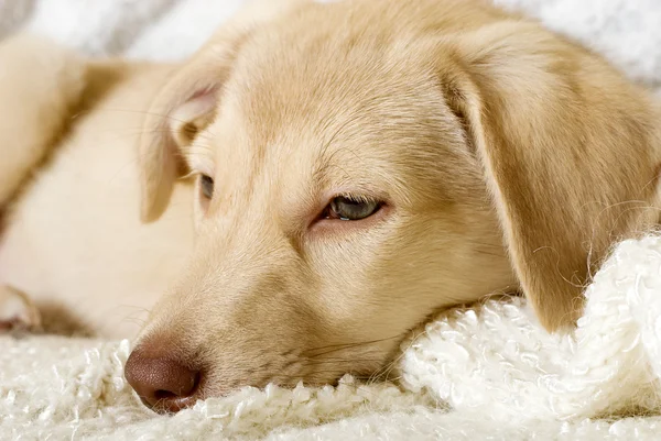 Sad puppy lying — Stock Photo, Image