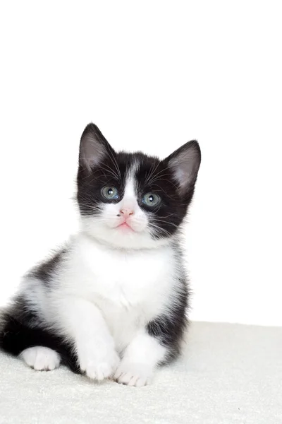 Negro y blanco gatito buscando — Foto de Stock