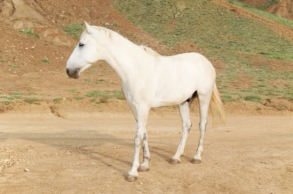 Cavalo Branco — Fotografia de Stock