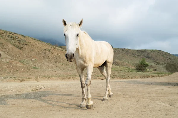 Beautiful white horse — Stock Photo, Image