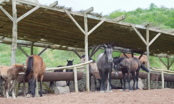 In the stables — Stock Photo, Image