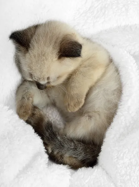 Gatito duerme — Foto de Stock