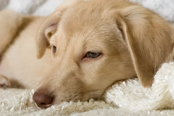 Köpek yavrusu kutusu tatili — Stok fotoğraf