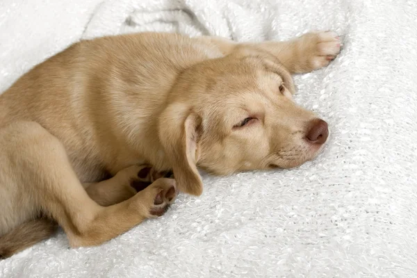 Köpek yavrusu kutusu tatili — Stok fotoğraf