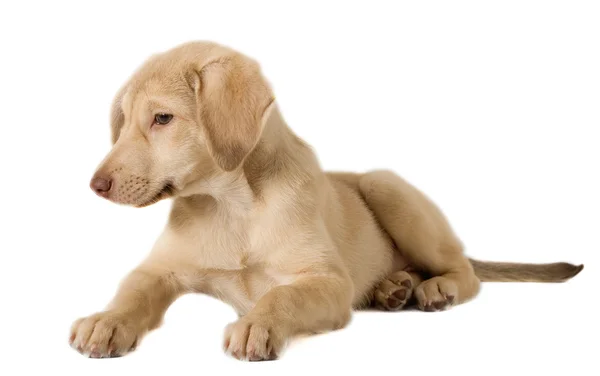 Caja de cachorros se rompe — Foto de Stock