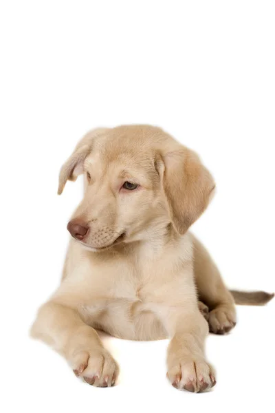 Puppy vak einden — Stockfoto