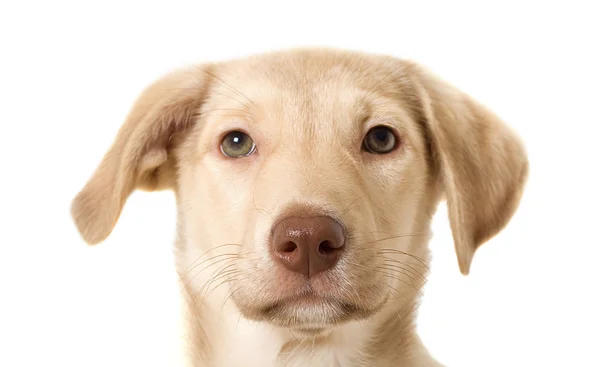 Puppy box breaks — Stock Photo, Image