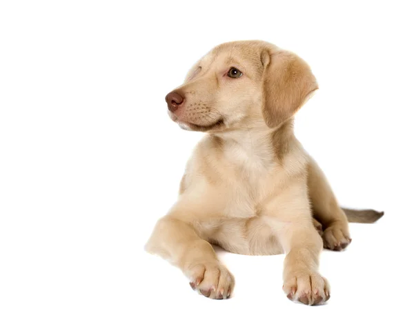 Puppy box breaks — Stock Photo, Image