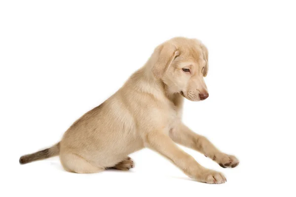 Beige puppy sitting — Stock Photo, Image