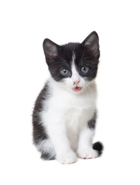 küçük yavru kedi görünüyor