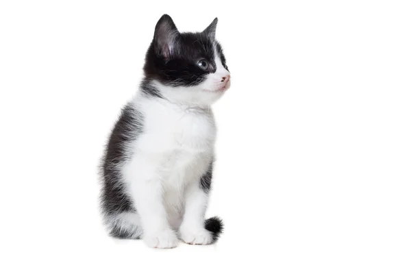 Küçük yavru kedi görünüyor — Stok fotoğraf