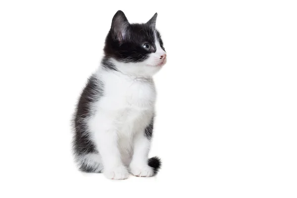 Kleine kitten ziet er — Stockfoto