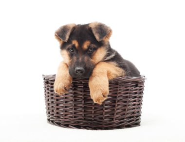 kahverengi bir sepet içinde Alman çoban köpek