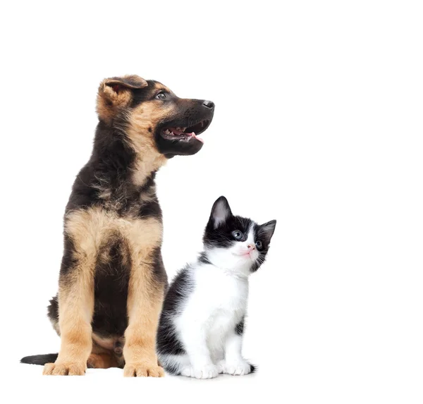 Gatinho e cachorro olhando — Fotografia de Stock