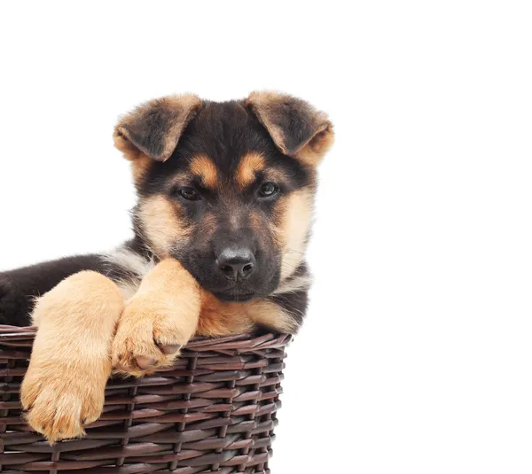 Cucciolo in un cesto di vimini — Foto Stock