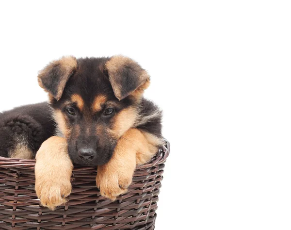Cãozinho pastor em uma cesta de palha — Fotografia de Stock