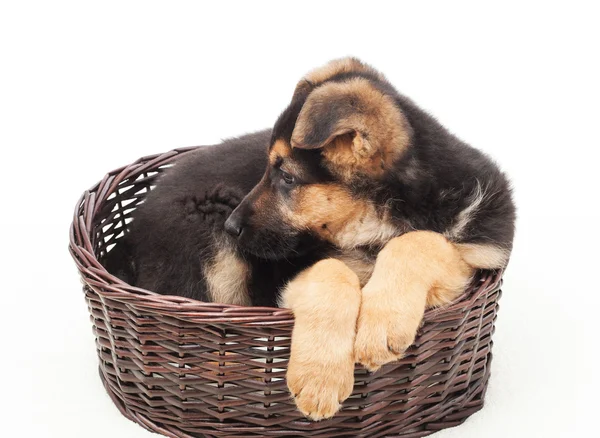 Belo cachorro em uma cesta de vime — Fotografia de Stock