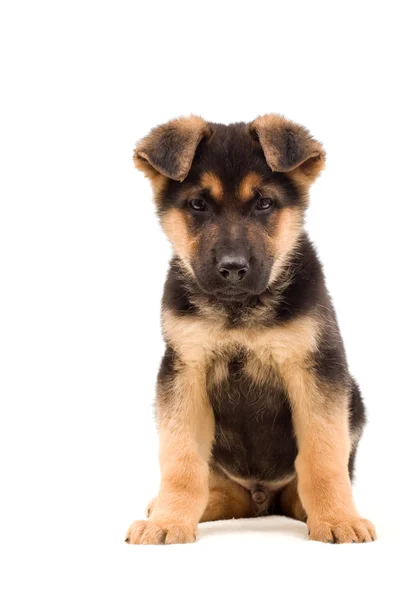 Puppy sitting and looking — Stock Photo, Image