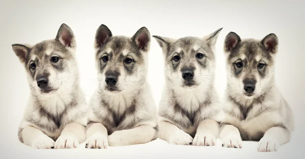 Brood puppies — Stock Photo, Image