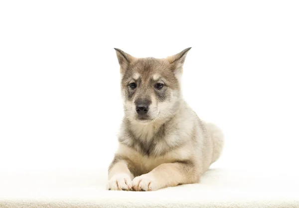 Jakt hundvalp på en vit bakgrund som isolerade — Stockfoto