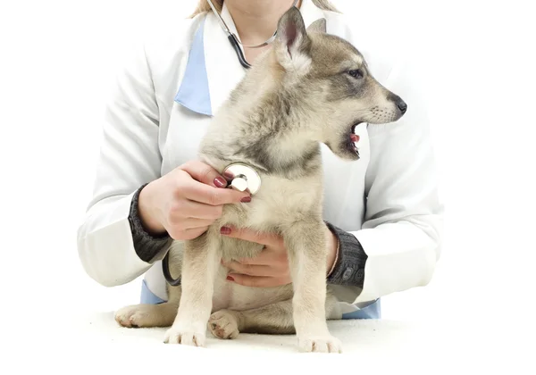 Veterinário e cachorro — Fotografia de Stock
