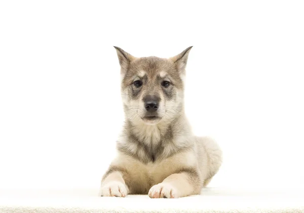 Carino cucciolo caccia husky isolato su sfondo bianco — Foto Stock